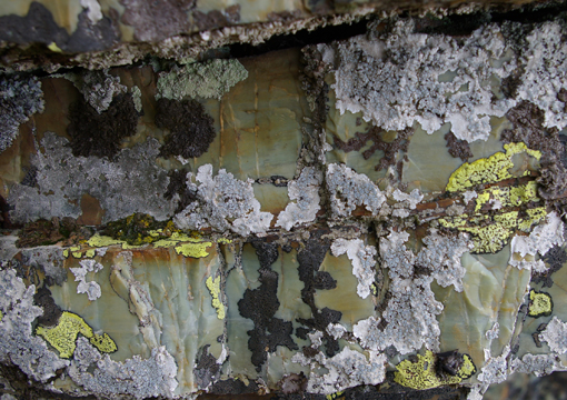 aiuto clasificazione 1